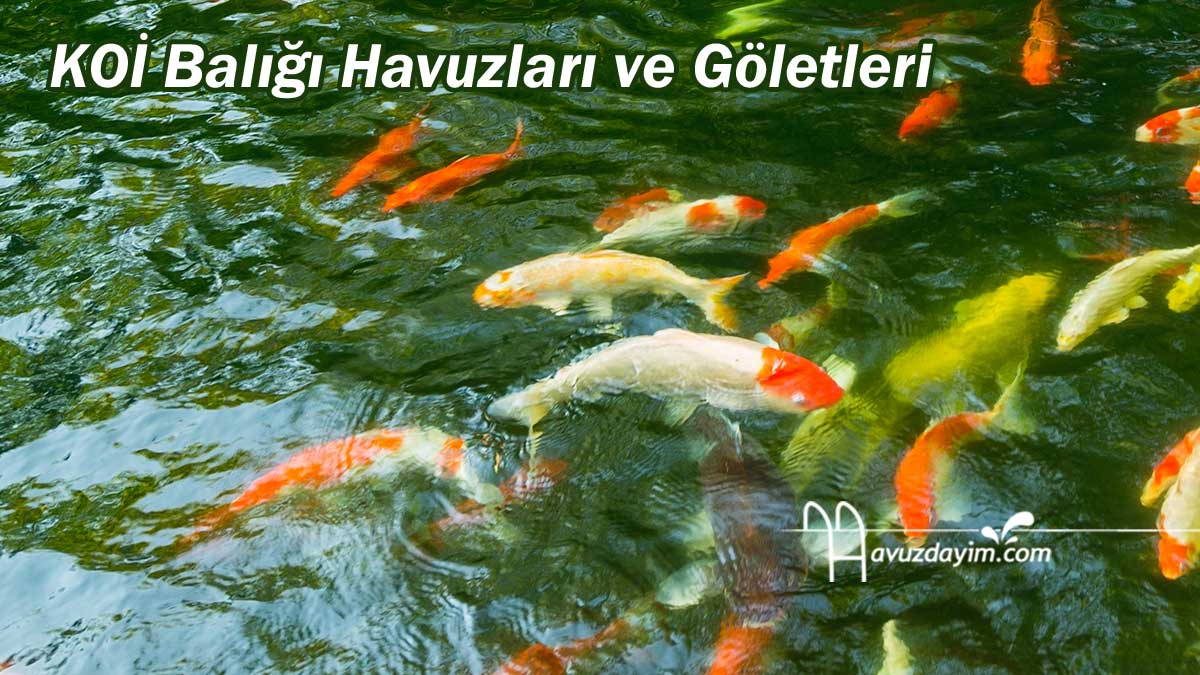 KOI Balığı Havuzları ve Göletleri