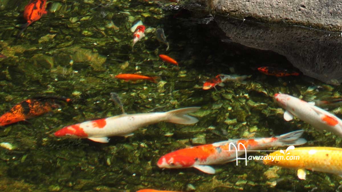 Balık Havuzlarında Besin Uygunluğunu, pH'ı Arttırmak ve Tamponlaştırmak İçin Liming Uygulaması