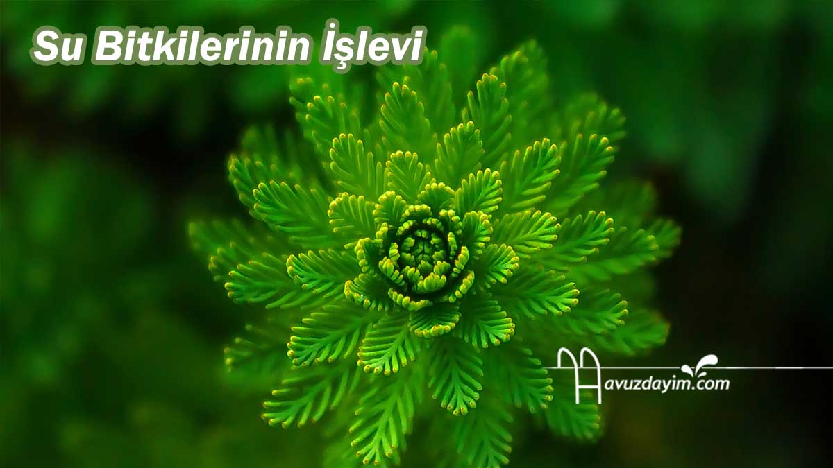 Su Bitkilerinin İşlevi