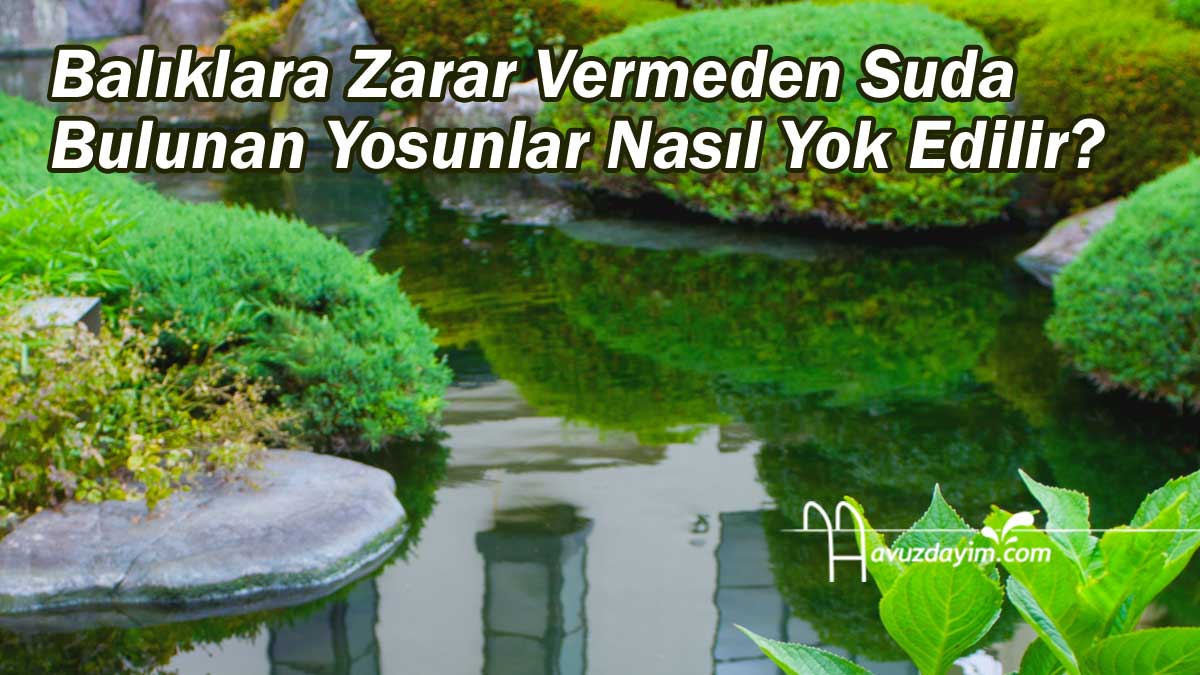 Balıklara Zarar Vermeden Suda Bulunan Yosunlar Nasıl Yok Edilir?