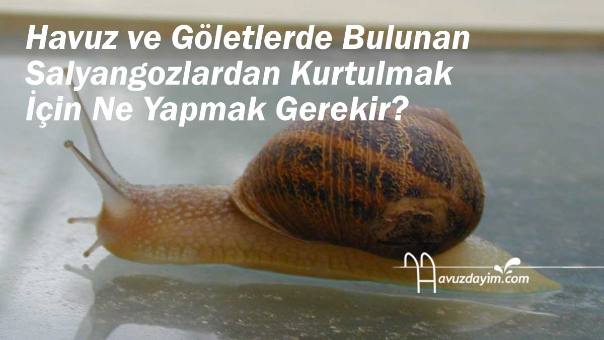 Havuz ve Göletlerde Bulunan Salyangozlardan Kurtulmak İçin Ne Yapmak Gerekir?