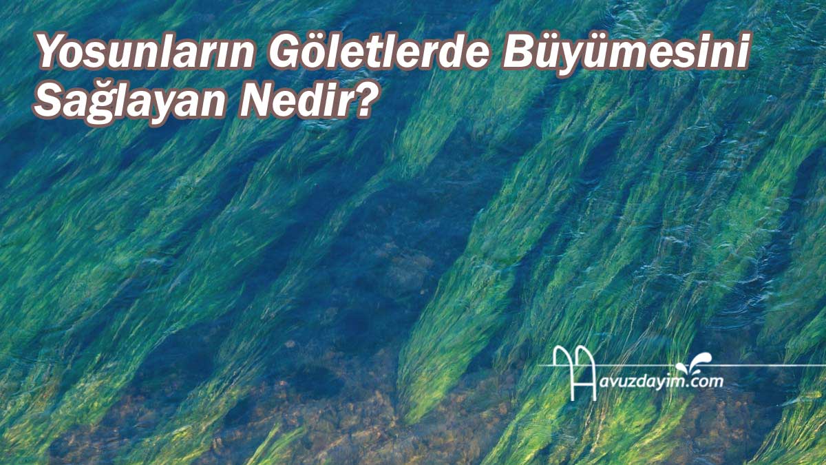 Yosunların Göletlerde Büyümesini Sağlayan Nedir?