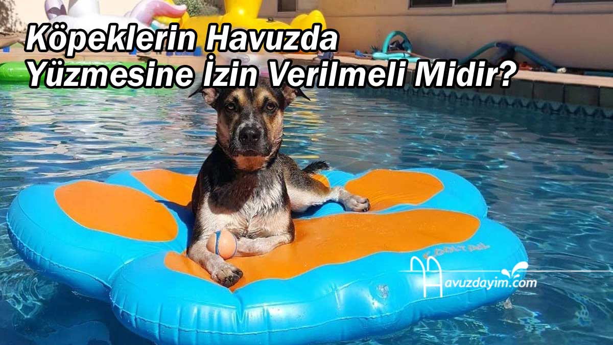 Köpeklerin Havuzda Yüzmesine İzin Verilmeli Midir?